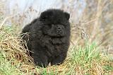 CHOW CHOW 221